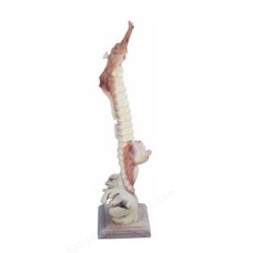 Parasite Wood Single Sea Horse On Base 39 cm